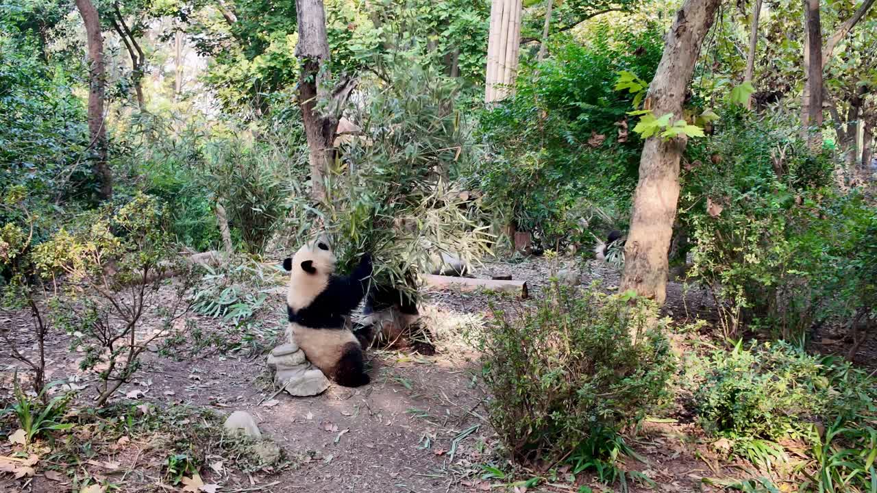 Panda velká klidně sedící u stromů a bambusu v chovném centru pand v Čcheng-tu.