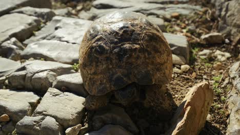 close up shot of a tortoise walking on top of stones