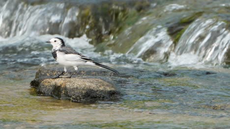 Pájaro-Motacilla-Alba-O-Lavandera-Blanca-Descansando-Sobre-Una-Piedra-Asomando-Fuera-Del-Agua,-Sacudiendo-El-Cuerpo-Infla-Sus-Plumas-Y-Caca,-Pequeñas-Cascadas-De-Arroyo-En-El-Fondo