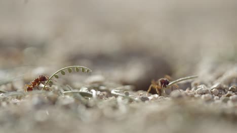 Cerrar-Hormigas-Cortadoras-De-Hojas-De-Sonora-Sosteniendo-Hierba-Alrededor-Del-Nido-En-Suelo-Seco-Del-Desierto