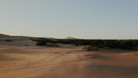 desert landscape with sand dunes and trees
