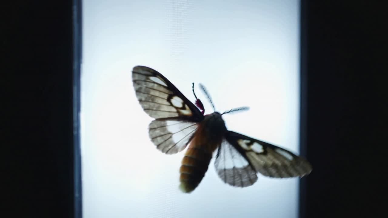 Insetto simile a una falena che si libra, girando e orientandosi in una stanza buia verso uno schermo luminoso, in cerca di luce.