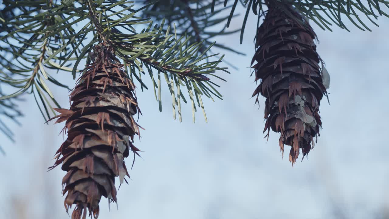 Pinecones hanging from branch and swinging in the wind