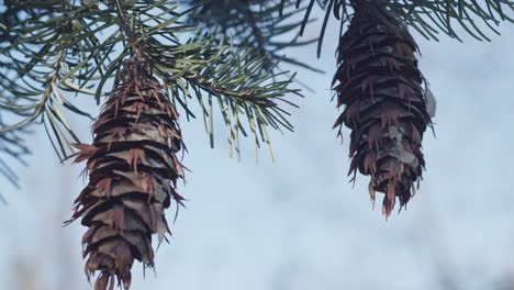 piñas colgando de una rama y balanceándose en el viento