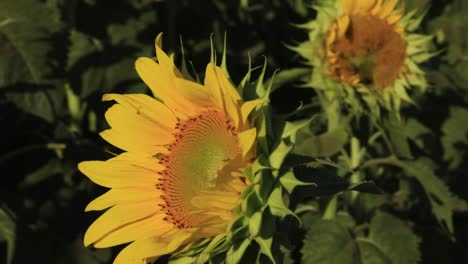 Eine-Wunderschöne-Sonnenblume-Bewegt-Sich-Langsam-Im-Wind