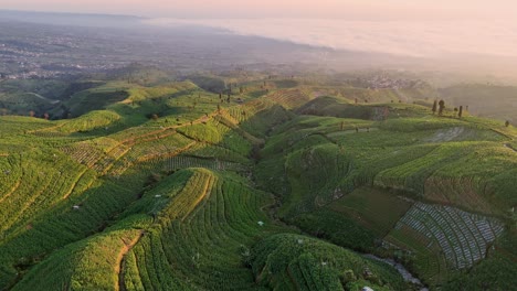 drone footage showcasing scenic green hills covered with terraced agricultural fields with natural irrigation flowing through the valley in soft morning light . indonesia rural agricultural field