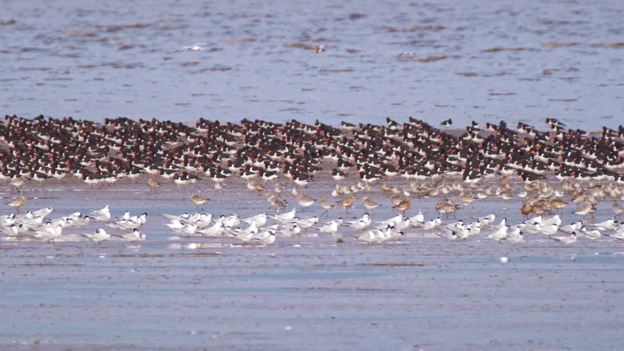 Birds in water and land at Snettisham Nature Reserve, Norfolk UK, Slow motion, 4K, with Knots, Oyster Catchers and Terns, slow pan