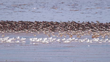 birds in water and land at snettisham nature reserve, norfolk uk, slow motion, 4k, with knots, oyster catchers and terns, slow pan