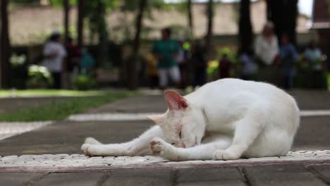 Un-Lindo-Gato-Blanco-De-La-Casa-Yace-En-El-Suelo-Lamiendo-La-Pata-Blanca-Delantera,-Lavando---Un-Animal-Limpio