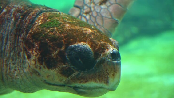 Rettile marino, dettagli ravvicinati della testa di una tartaruga marina comune adulta, Caretta caretta, che scivola e nuota sott'acqua al rallentatore.