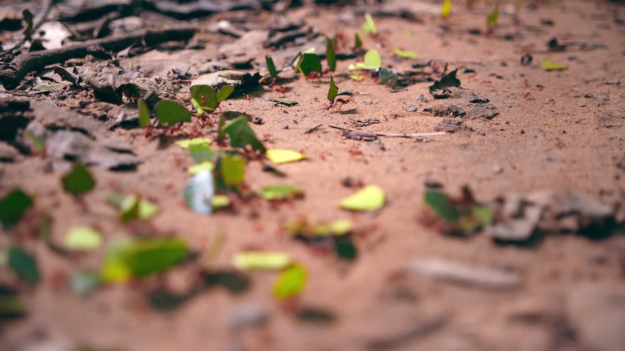 Deep in the rainforest, leafcutter ants diligently haul leaf scraps, showcasing nature’s teamwork in action.