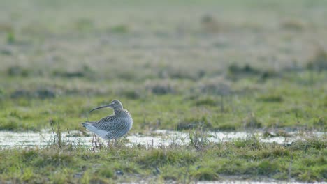 a few curlew birds resting near water puddle flooded wetland during migration