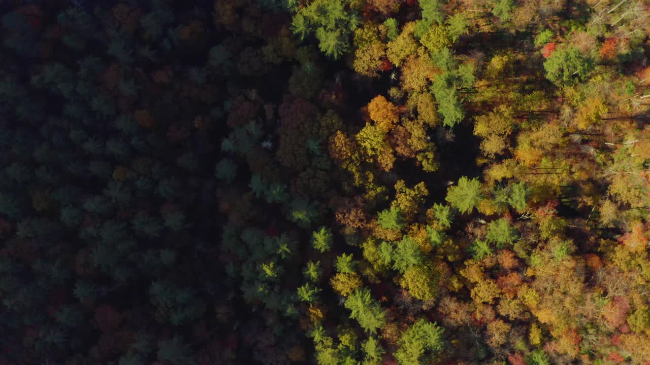 Ripresa aerea dall'alto di splendidi colori autunnali nelle montagne della Georgia del Nord