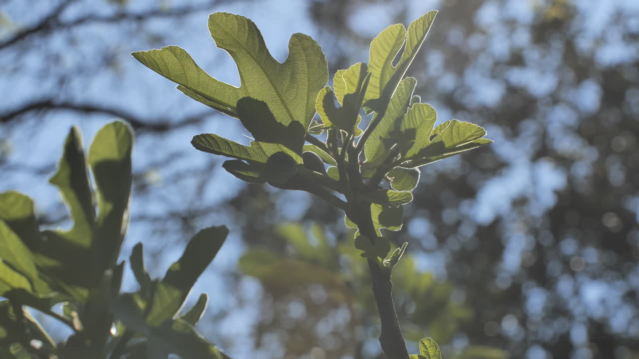 Fig tree budding leaves on blue sky background south of France