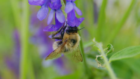 bumblebee macro looking for nectar in wild garden