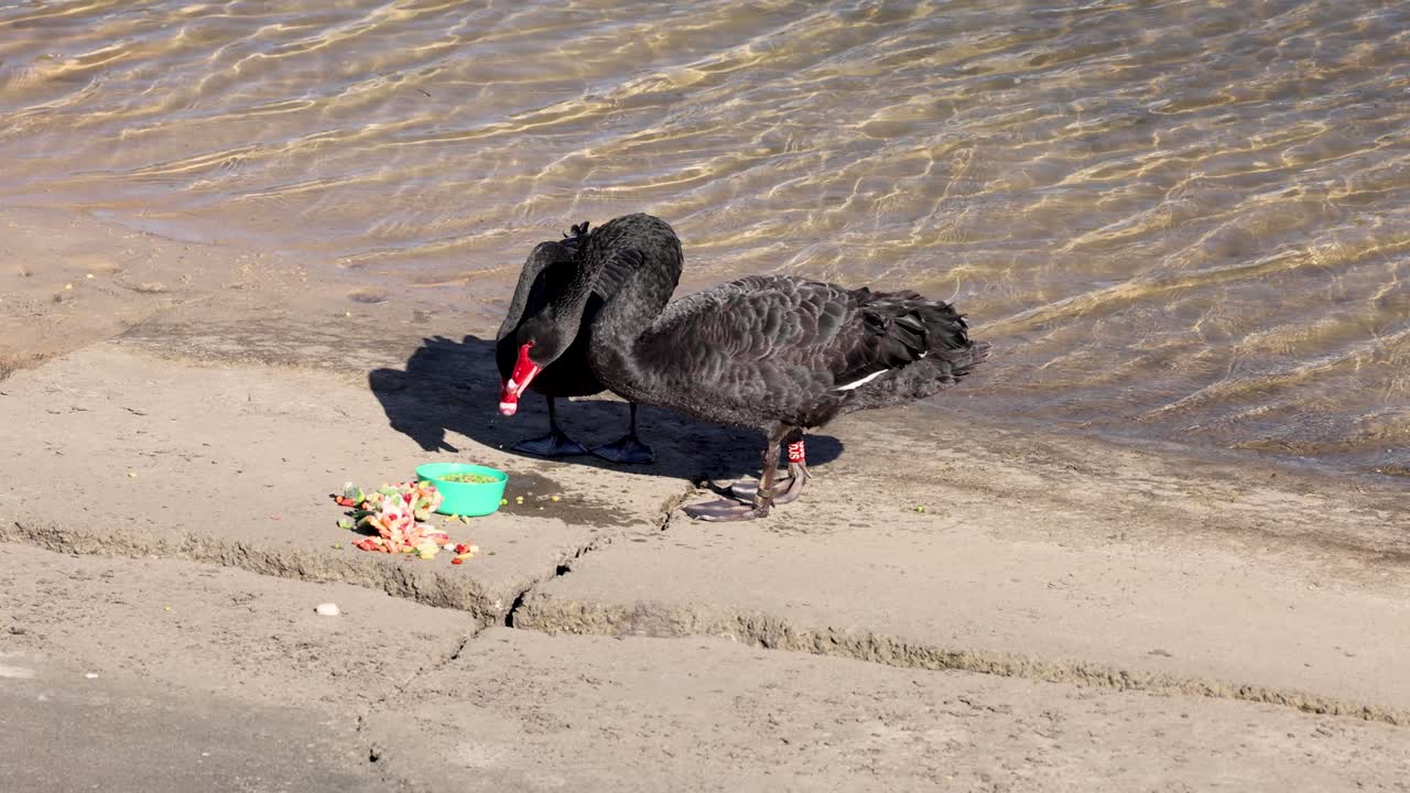 물 근처의 물체와 상호 작용하는 검은 백조