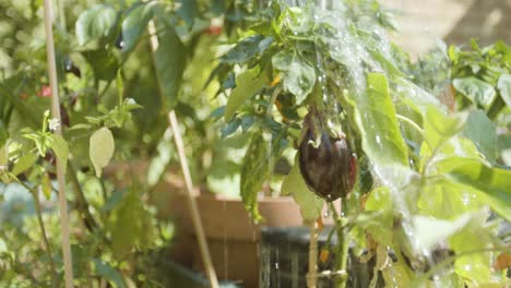 Watering-an-aubergine-and-other-plants-in-close-up