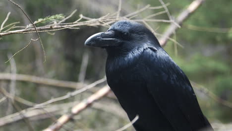 black crow sitting on tree. wild bird in nature. big raven watching territory