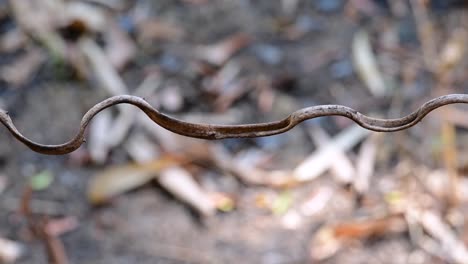 El-Abejaruco-De-Barba-Azul-Se-Encuentra-En-La-Península-De-Malaya,-Incluida-Tailandia,-En-Claros-De-Bosques-Particulares