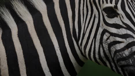 zebra portrait