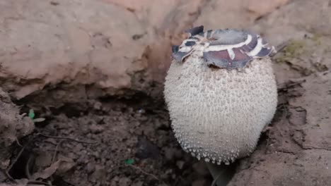 zoom en la toma de ostiole en una tierra seca