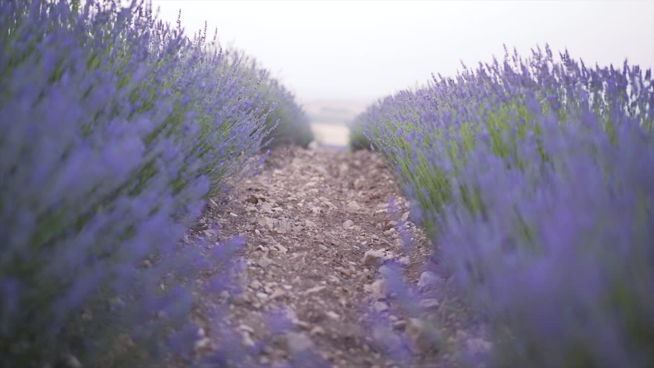 flores de campo de lavanda deslizantes de derecha a izquierda meciéndose en el viento en cuenca, españa, durante la hermosa puesta de sol con luz suave