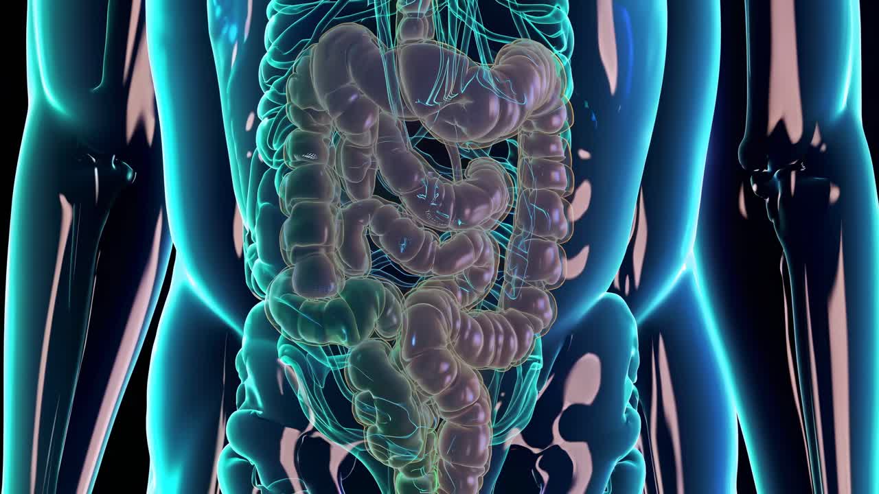 Futuristic video concept of the human digestive system