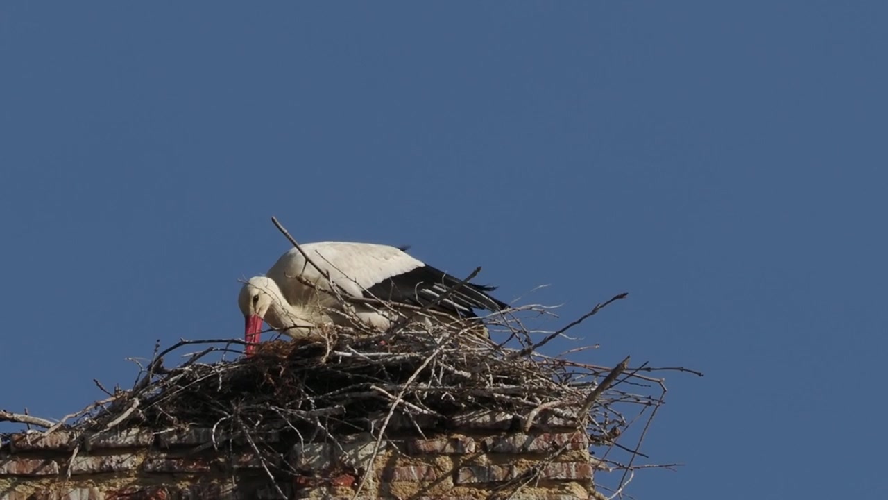 Cicogna bianca al nido all'inizio della primavera in Spagna.