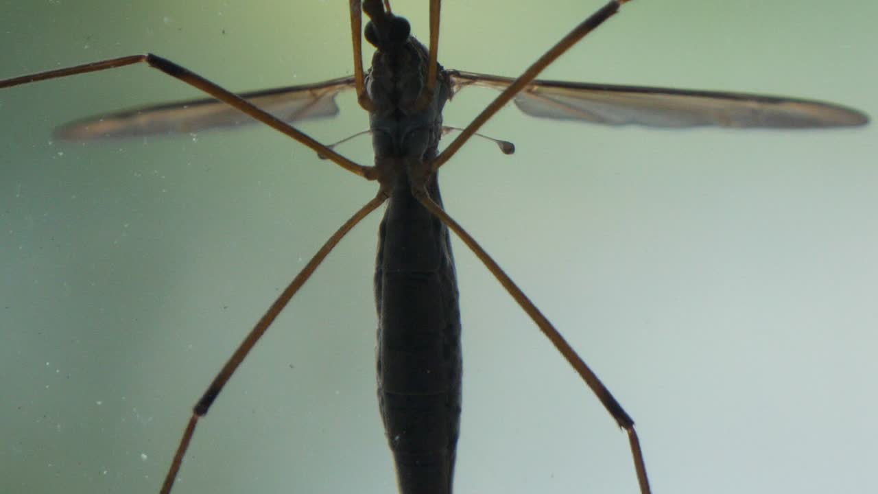 Extreme close up shot of cranefly hanging on window of house with blurred background.Macro footage
