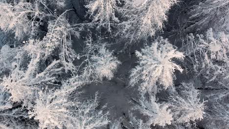 drone aerial view slowly passing over snowy trees in a ski resort in the french alps