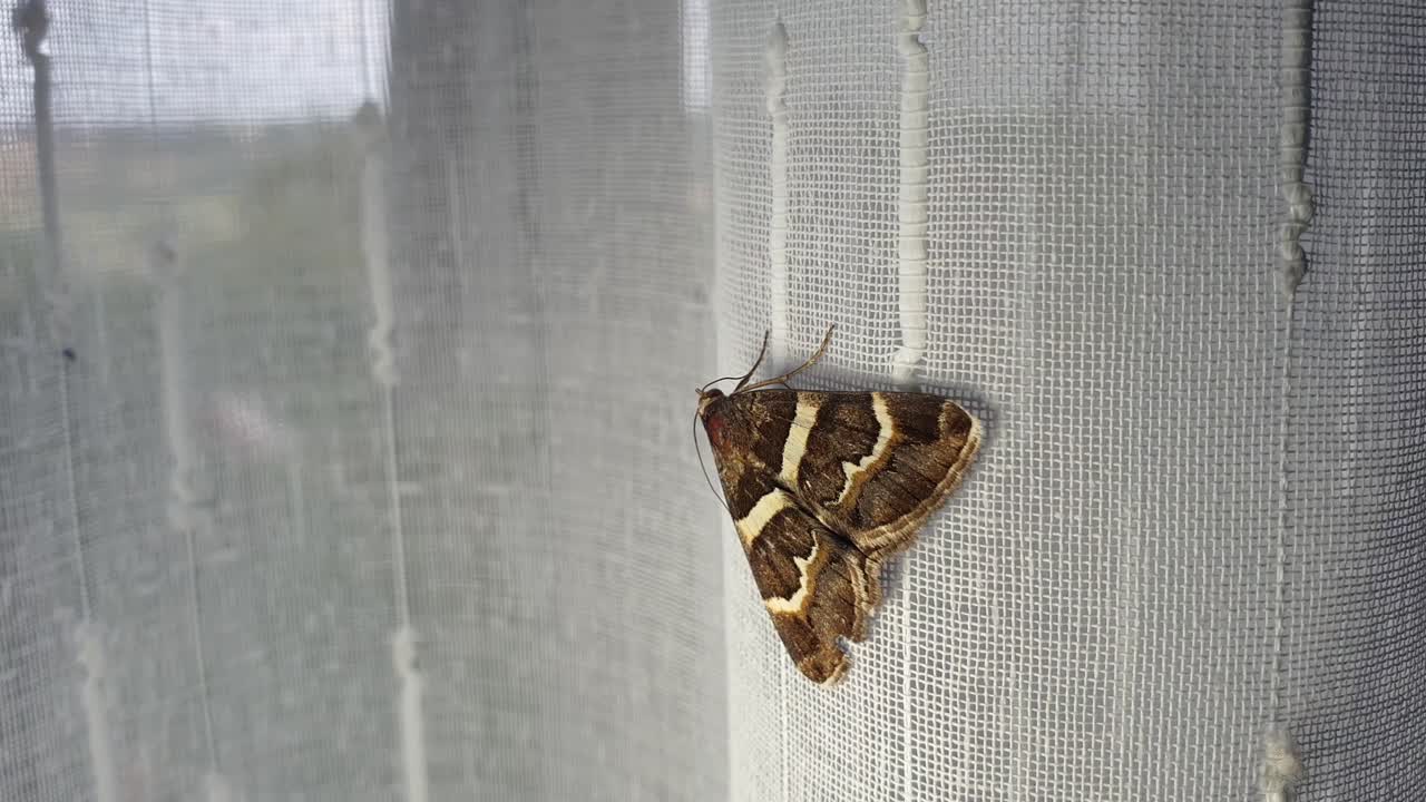 hermosa polilla marrón con alas texturizadas de color marrón dorado y amarillo descansando sobre una cortina de ventana dentro de casa