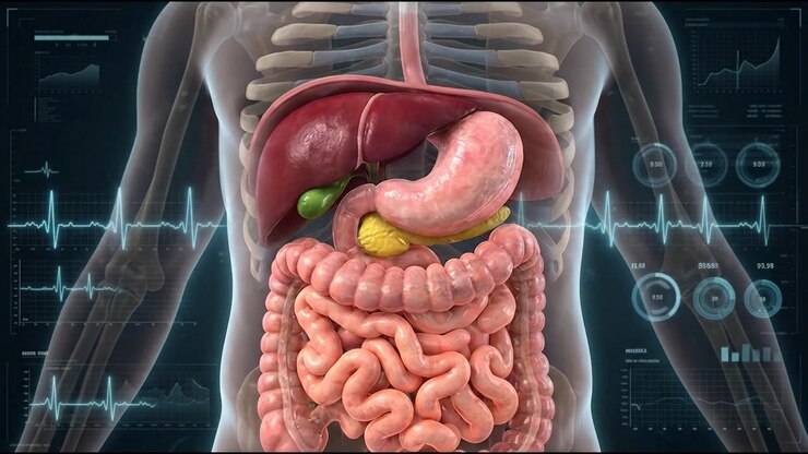 Transparent torso displaying stomach liver and intestines in anatomy overview