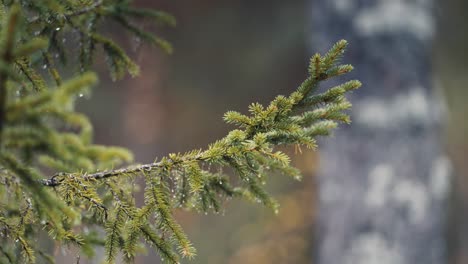 a close-up of the pine tree