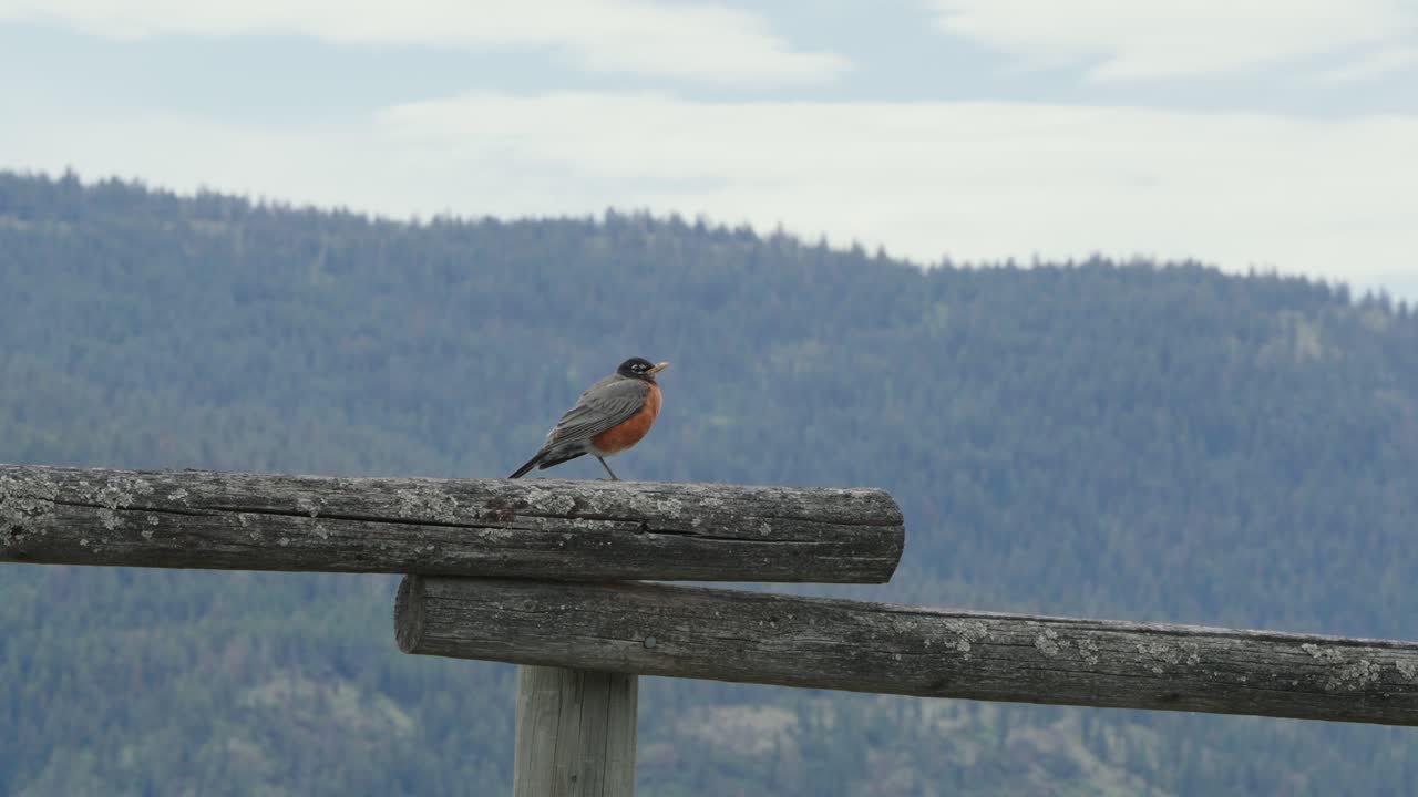 Un pettirosso americano posato su una staccionata di legno invecchiata si gode la vista panoramica sulla foresta montana.