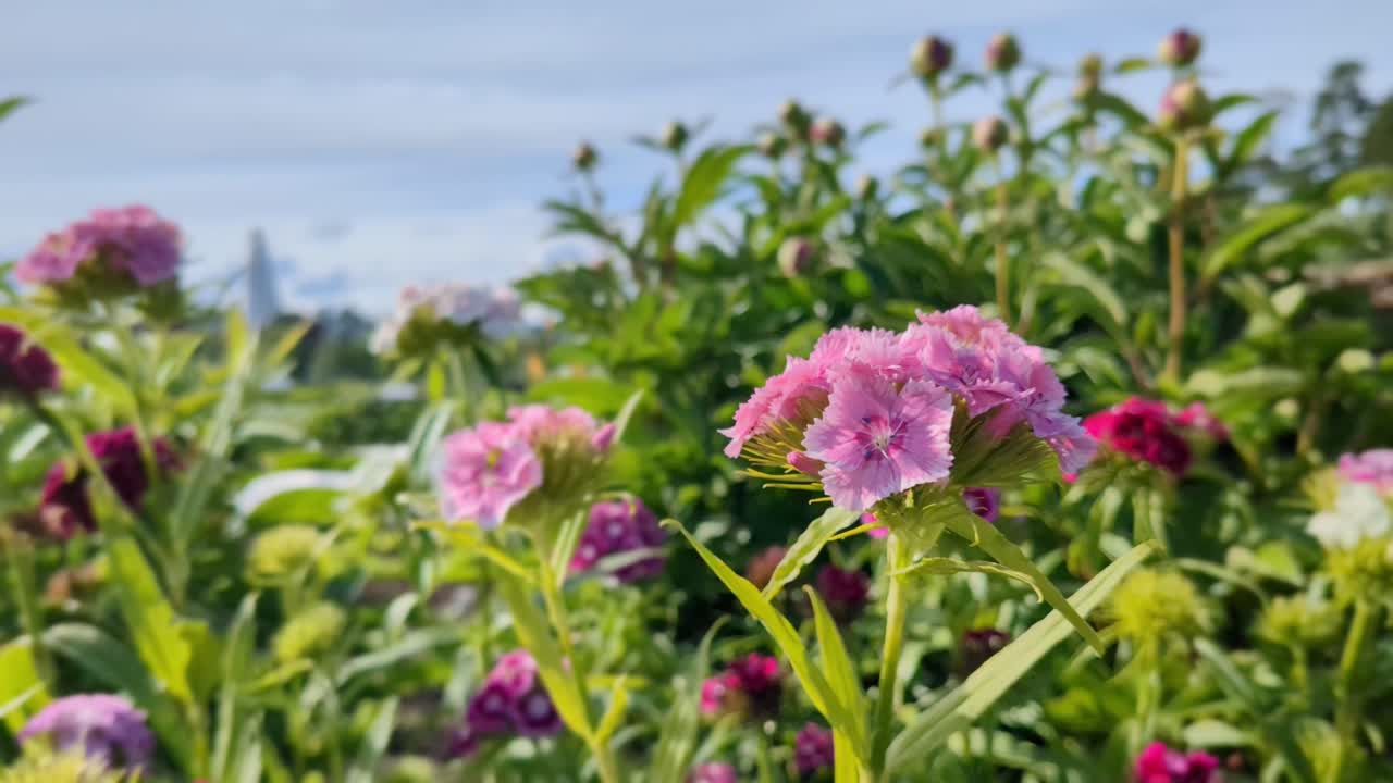 dulces flores rosadas en el jardín del prado, dianthus, dulce william, de cerca