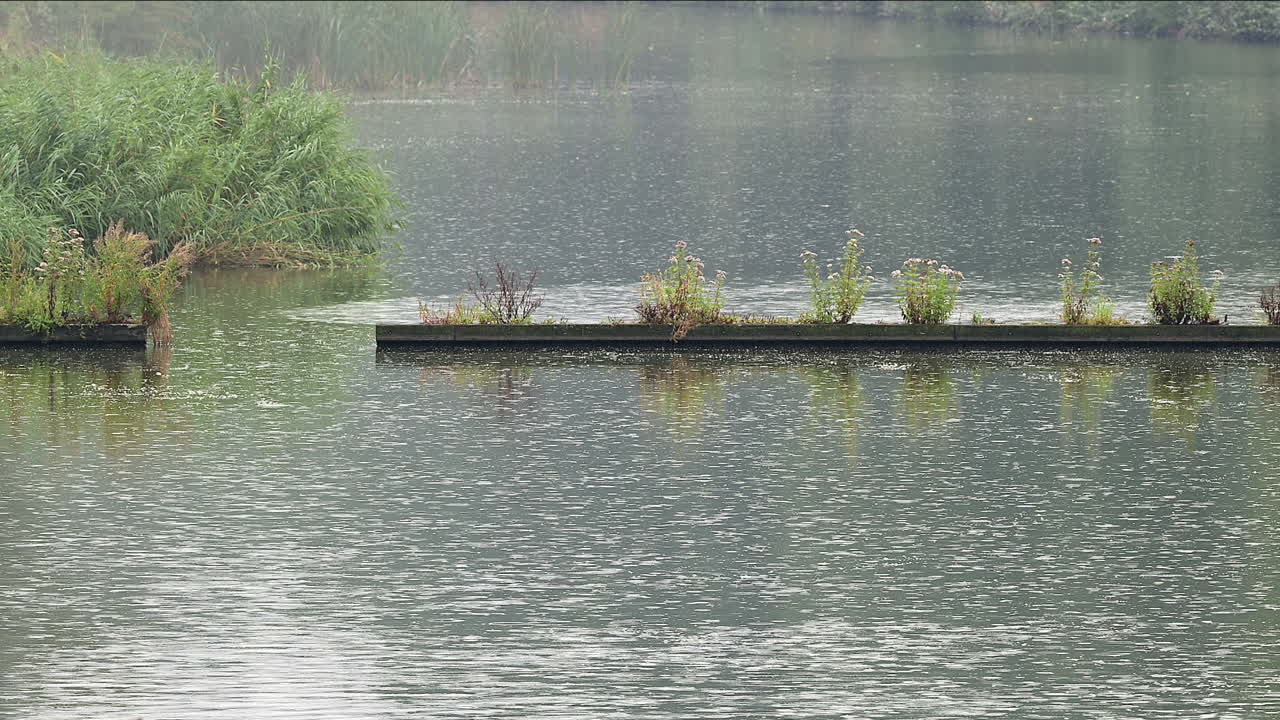 강물에 빗방울, 옆으로 갈대와 흐름 차단기가 있음