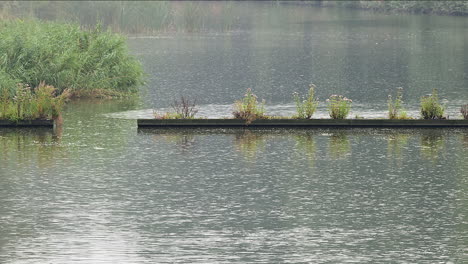 Gotas-De-Lluvia-En-Un-Río,-Con-Juncos-A-Un-Lado-Y-Un-Interruptor-De-Flujo