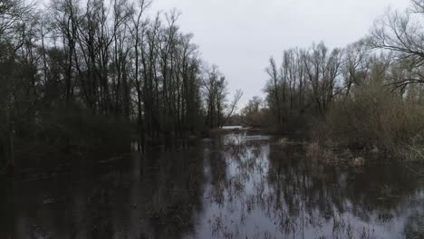 drone shot of swamp like water with trees and reed