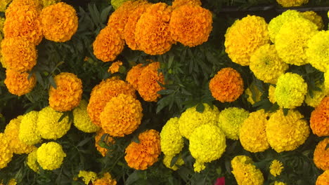 orange and yellow marigold flowers