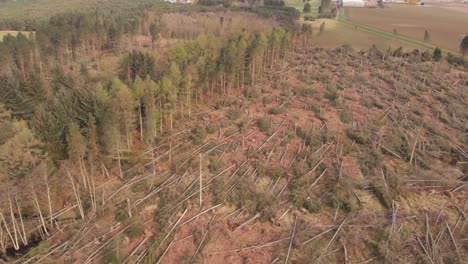 bosque de coníferas dañado por fuertes vientos durante una tormenta