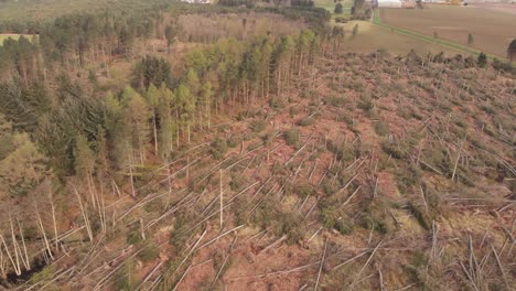 coniferous forest damaged by strong winds during a storm