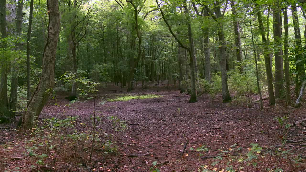 Refugio Nacional de Vida Silvestre Blackwater, Maryland, Estados Unidos - Una vista cautivadora del bosque - Toma con paneo hacia arriba