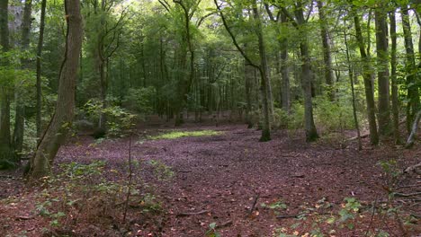 blackwater national wildlife refuge, maryland, united states - a captivating vista of the woodland - pan up shot