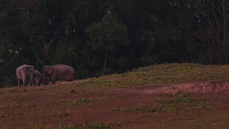 Un gruppo visto sul lato sinistro mentre si riuniscono prima del tramonto, Elefante indiano Elephas maximus indicus, Thailandia