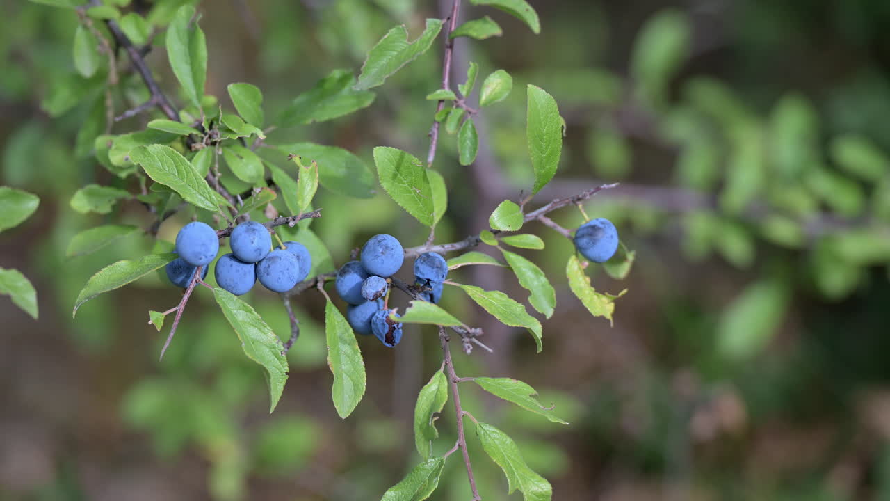 Blackthorn branch with ripe blue sloes