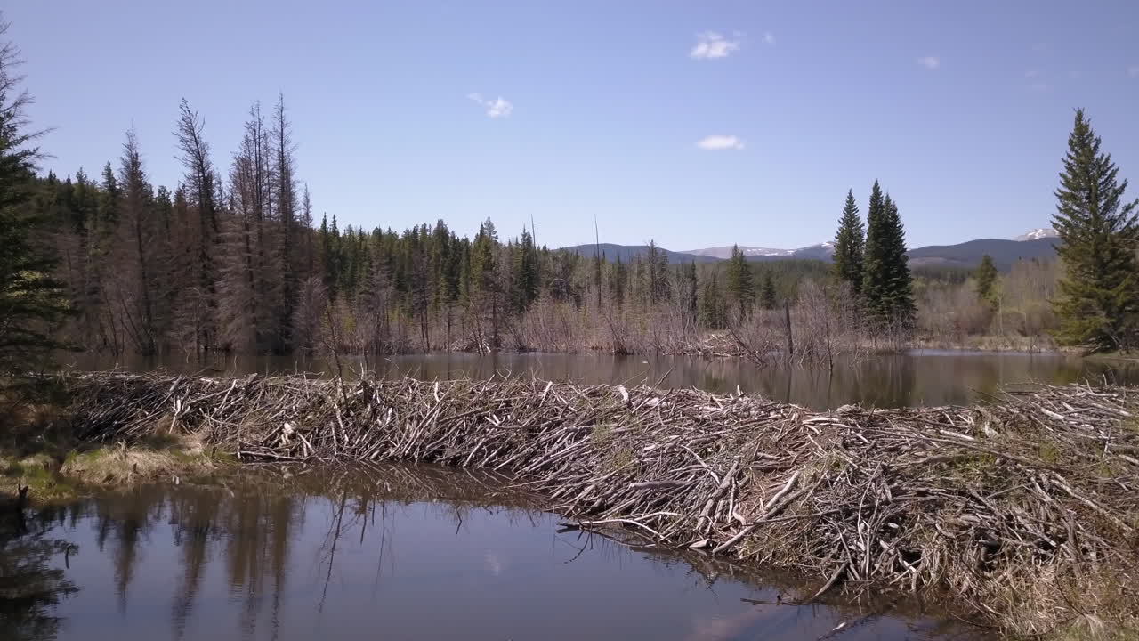 Low shot flying towards a large beaver dam with mountains in the background on a sunny spring day in Canada. The shot shows a great overview of how the dam is constructed and the change in water flow.