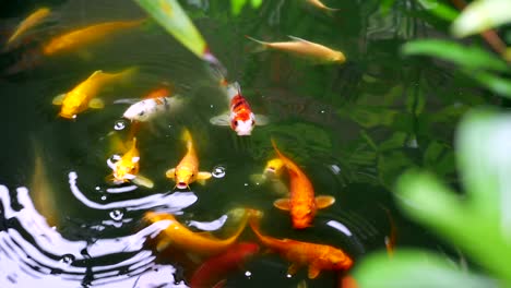 fancy japanese koi fish (amur carp) swimming in the garden pond