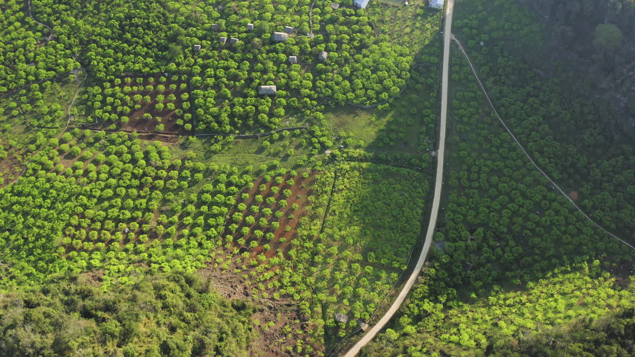 Top-down aerial view captured by drone of green plum plantations.