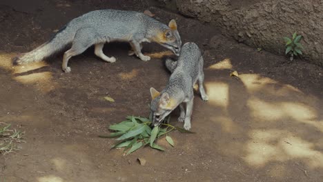 south american gray fox or patagonian fox in natural habitat at the zoo park