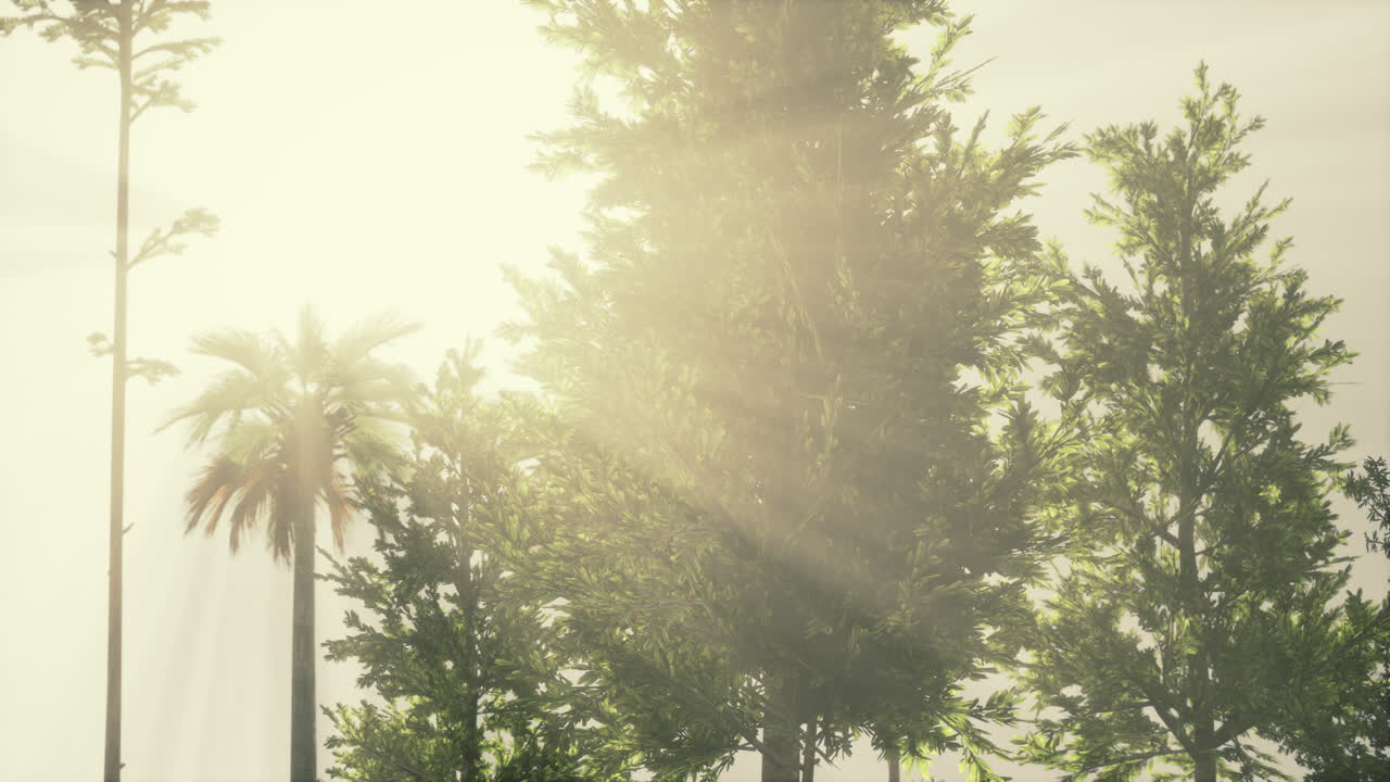 ⁇ 은 날 에 열대  ⁇ 나무 와 풀